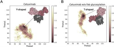 In silico evaluation of the role of Fab glycosylation in cetuximab antibody dynamics